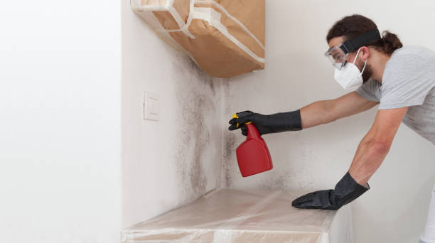 Professional Mold Remediation technician working in Longview Heights, WA