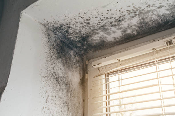 Affordable Mold Remediation solutions in Longview Heights, WA